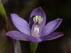 Thelymitra mucida - Hoary Sun Orchid.jpg